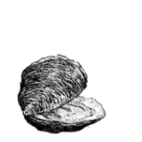 ostra
